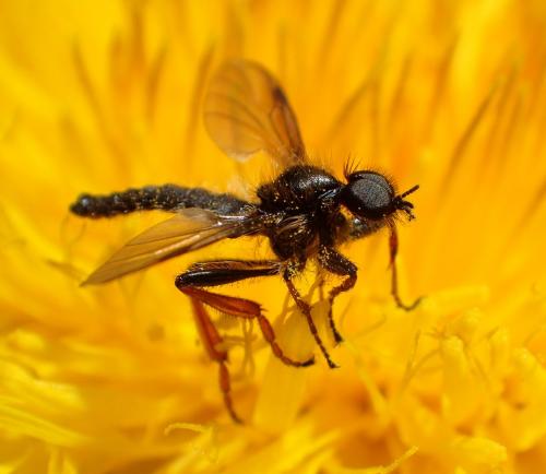 Réf. 275 398 : Bibio sp.